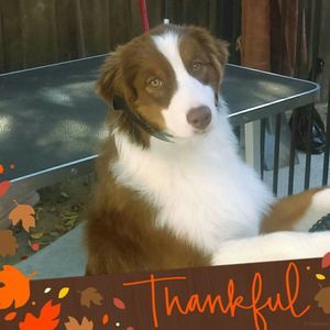 Meet your Posher, Pauline